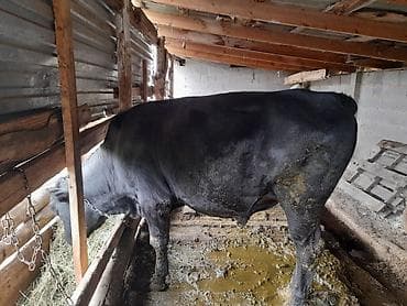 собаки маленькие: Продаю | Бык (самец) | На откорм | Привязанные — 2