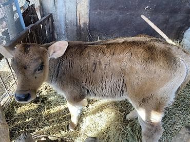 бычок бык: Продаю | Бык (самец) | Швицкая | На откорм | Привязанные — 6