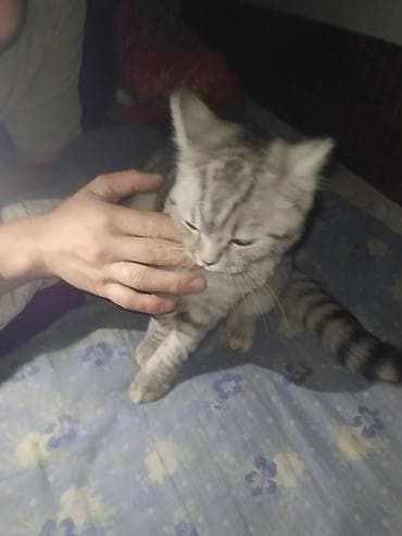 Кошки: Котёнок с серебристым окрасом табби. Описание: - Короткая плотная — 1