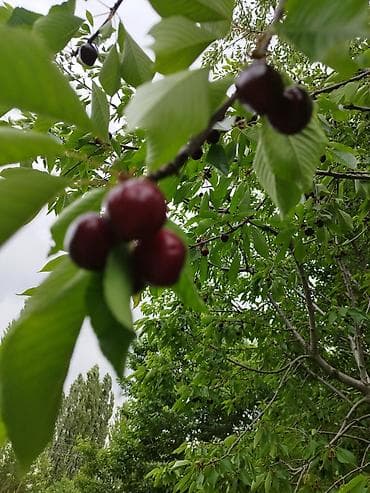 Черешня В розницу