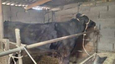 кыргыз добот ит: Сатам | Кунаажын | Бордоп семиртүү үчүн, Көбөйтүү үчүн, Сүт алуу үчүн | Бооз — 6