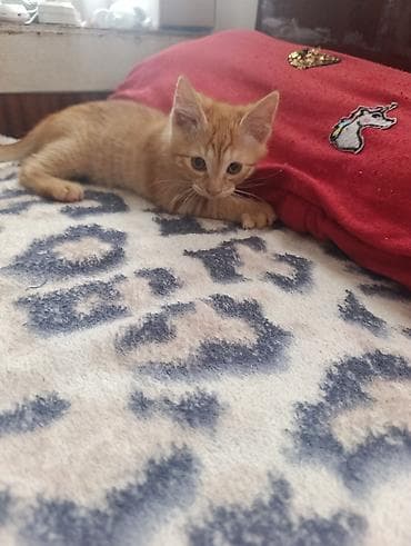 Кошки: В Добрые руки. БЕСПЛАТНО!!!Котенок рыженький, мальчик — 7