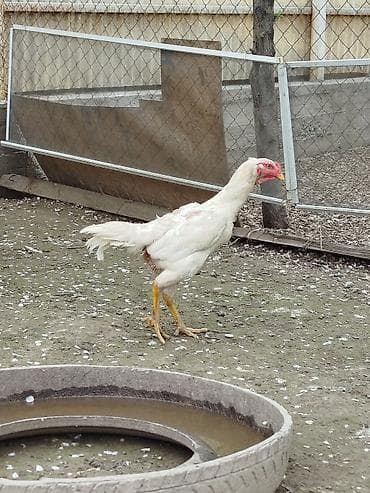 каракол кошка: Сатам | Короздор — 7