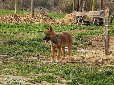 ягдтерьер щенок: Овчарка, 5 месяцев, Самка — 3