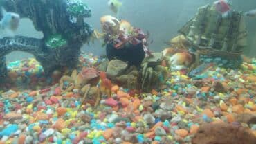 стоимость 1 грамм серебра в бишкеке: Аквариумы — 4