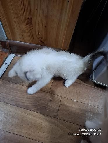 Мышыктар: Котята, отдам в добрые руки - Возраст на фото: примерно 2 месяца — 4