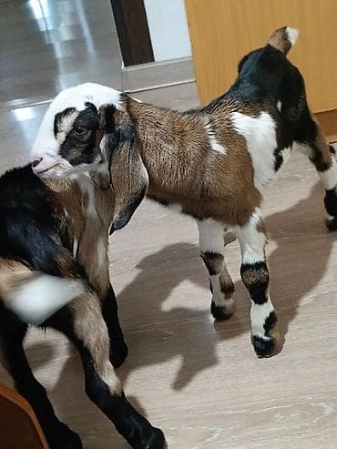 кебек отруби: Продаю | Козлёнок | Нубийская | Для разведения | Племенные — 2