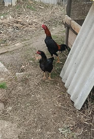 птица: Продаю | Куры | Бойцовая | Для разведения — 1