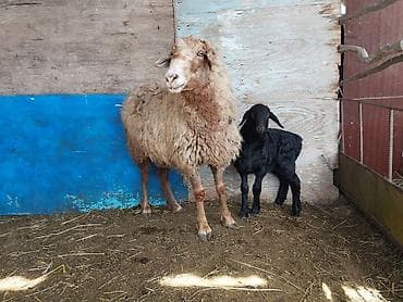 кролики бишкек: Продаю | Ягненок | Для разведения — 6