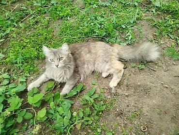 сколько стоит сибирская кошка котенок: Срочно разыскиваются сотрудники на должность «Любимый хозяин» 🐾 В — 7