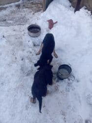 продажа щенков немецкой овчарки в бишкеке с документами: Продажа собак — 1