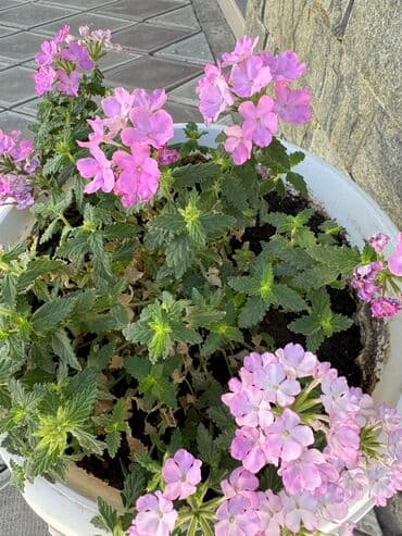 саженцы роз: Герань в горшке, цветущая ! Красивый розовый оттенок, листья красивые! — 9