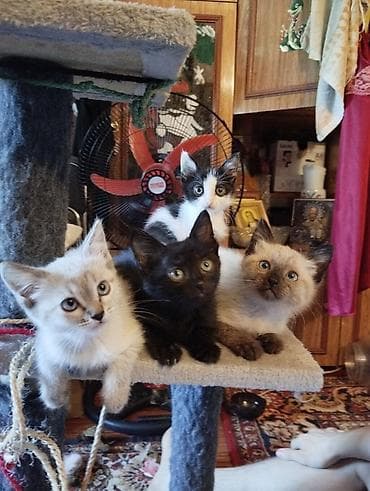 Отдаем котят в добрые руки бесплатно