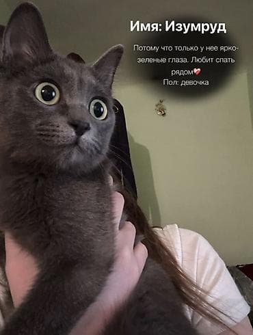 Кошка даром: Русская голубая, 11 месяцев, Девочка, Приучена к лотку, Проглистована