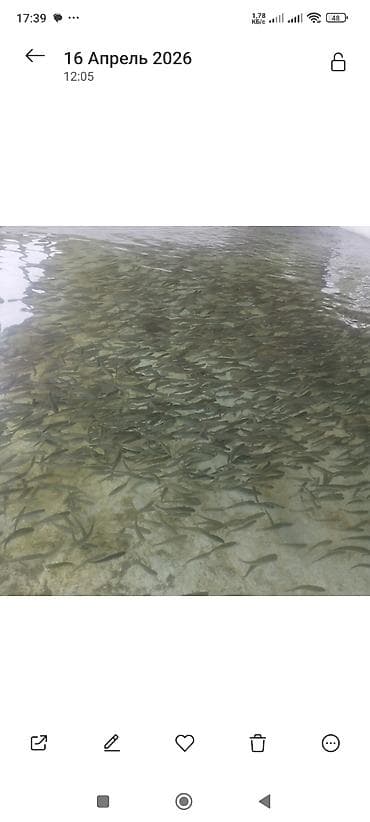 бу аквариум: Форель радужная, на дорост мальки 30гр. 150гр. 500гр — 5