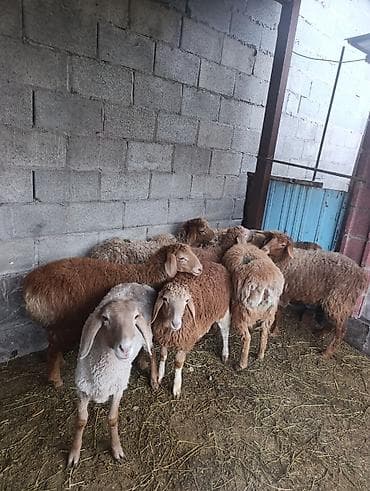 доч: Продаю | Овца (самка) | Арашан | Для разведения — 3