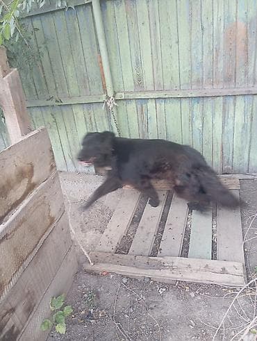 собаки в бишкеке: Восточноевропейская овчарка, 1 год, Самка — 1