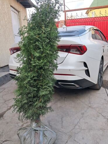 экологически чистые матрасы: Саженцы деревьев: Туи, Бесплатная доставка — 5