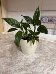 комнатеые цветы: Продаю комнатные цветы. Аглаонема белое цветение 700 сом. Женское — 2