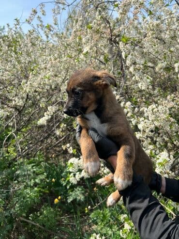 домик для собаки уличный: Ищем дом замечательной девочке. Привита,обработана. Привезём сами при — 4