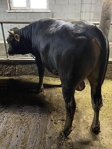 Ветеринар кызматы: Сатам | Бука (эркек) | Көбөйтүү үчүн | Асыл тукумдуу — 4