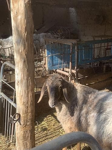 номер приюта для животных бишкек: Продаю | Ягненок | Для разведения — 1