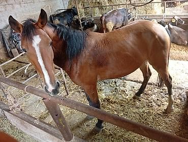 машинка кой: Продаю | Кобыла (самка) | Рабочий — 2