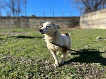 стрижка собак на дому недорого: Ищем дом для молодой стерилизованной девочки. Привита. Привезём сами — 1