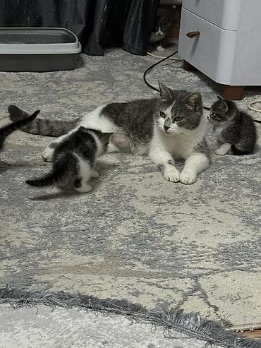 джек расл: Котята от кошки шатландская прямоухая .Есть котенок голубой окрас без — 7