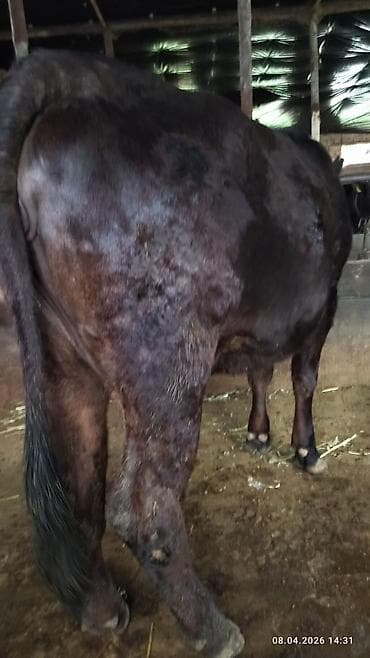 кулак тай: Продаю | Бык (самец) | На откорм | Привязанные — 9