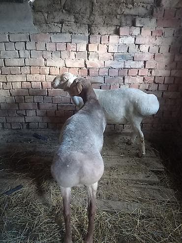 резиновые коврики бишкек: Жаш козу кочкорлор сатылат 2 — 2