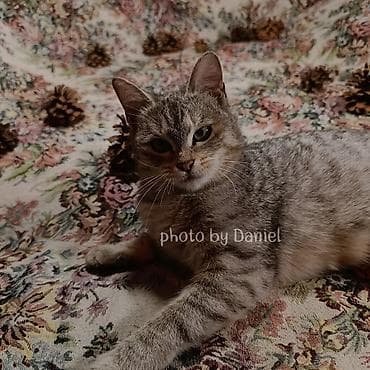 ветеринарная клиника токмок: Отдам кошечку — 6