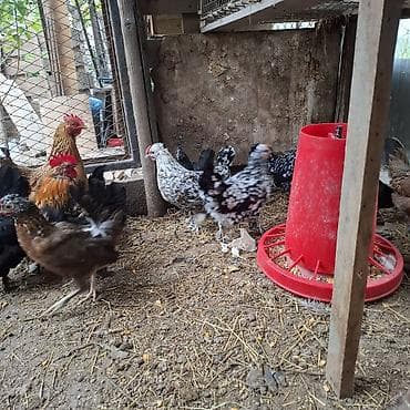 fish eye: Продаю | Куры | Для разведения — 6