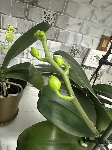 Кийимге кам көрүү жана сактоо: Срочно распродаю домашние орхидеи фаленопсис, все сортовые Голландия — 6