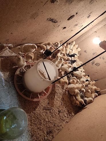 Үй жаныбарлары: Сатам | Балапандар | Көбөйтүү үчүн — 2