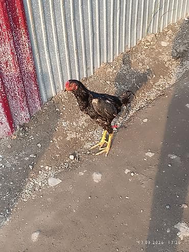 А/ч жаныбарлары үчүн тоюттар: Сатам | Короздор | Көбөйтүү үчүн — 5