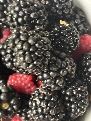 мёд цена: Продаю черный орех цена договорная Черная смородина сорт: лентяй — 2
