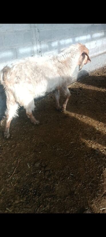 мышык бишкек: Сатам | Теке (эркек) | Битал | Жасалма жол менен боозутуу — 9