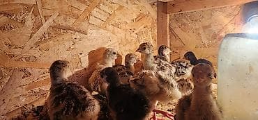 корма для несушек: Продаю | Индюшата | На забой — 2