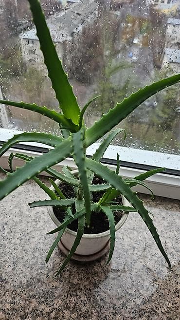 Алоэ: Целебный алоэ в хорошем грунте с дренажом. Домашние суккуленты с — 3