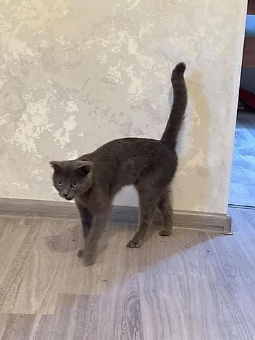 отдам в добрые руки кошку: Шотландская вислоухая кошка, окрас голубой (серый). - Порода — 1