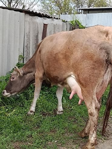 каровы швиц: Продаю | Корова (самка) | Алатауская | Для молока | После отела — 2