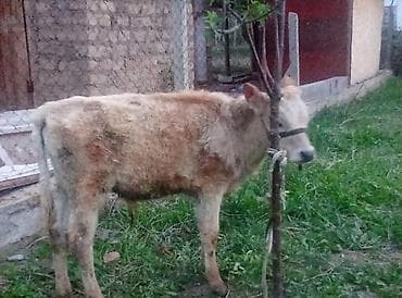 токмок кошки: Продаю | Бык (самец) | Шароле | На откорм | Привязанные — 1