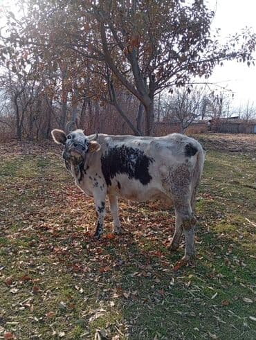 Собаки: Продаю | Корова (самка) | Для молока | Привязанные — 4