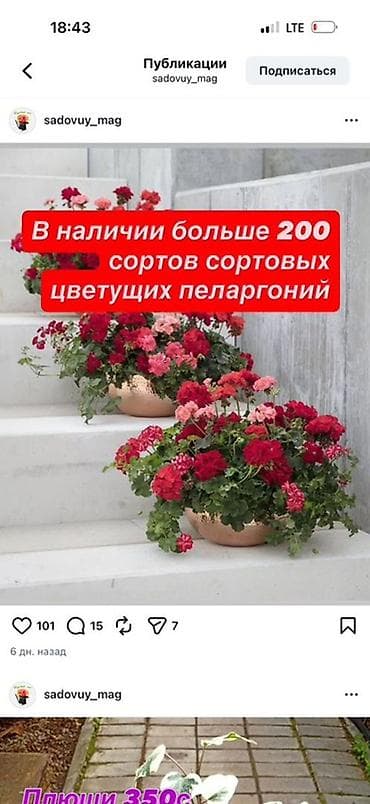 розы рассада: Пеларгонии сортовые — более 200 сортов в наличии - Ассортимент — 1