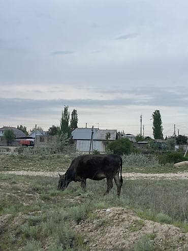 бультерьер щенки: Продаю | Корова (самка), Бык (самец), Тёлка | Для разведения — 5