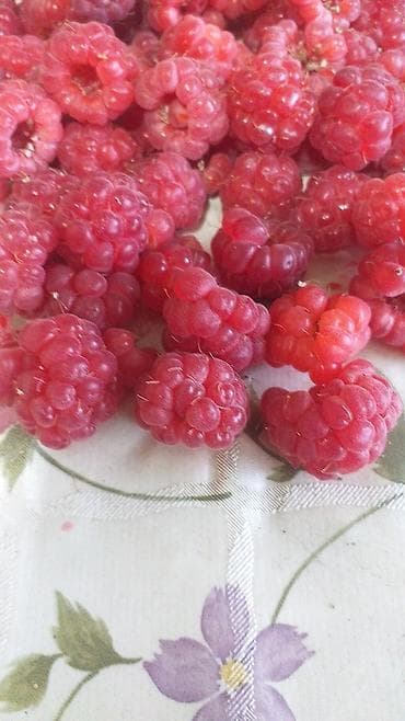 Чай, кофе, суусундуктар: Малина Дүңүнөн, Өзү алып кетүү — 1