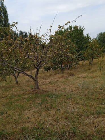 карагат фото: Алмалар — 6