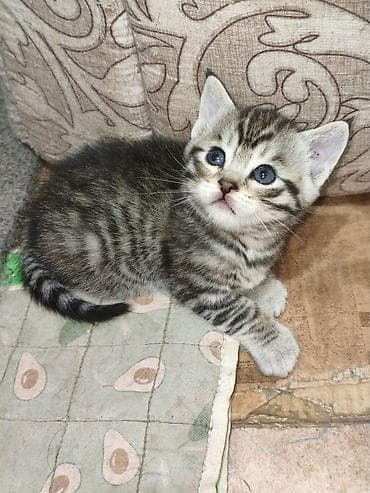 кошко: Полосатые котята от серебристой кошки - родились 13 апреля, 3 — 10