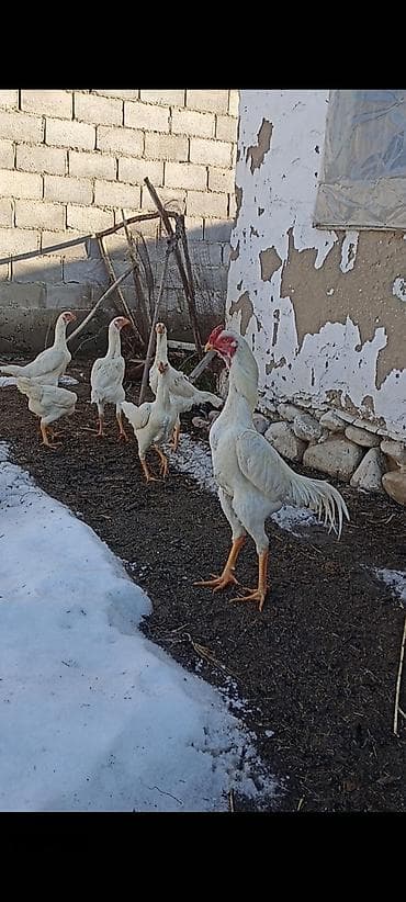 продаю кой: На продажу инкубационные яйцо от белых О Шамо бойцовых птиц. ( дакан ) — 4